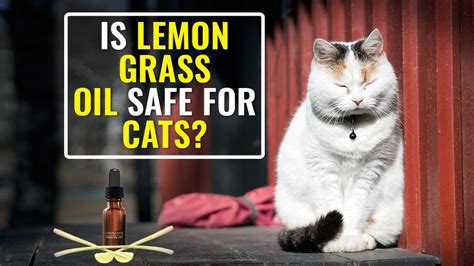 Lemongrass is used as a natural remedy to heal wounds and help prevent infection. Is Lemongrass Oil Safe For Cats? Facts On Essential Oil ...