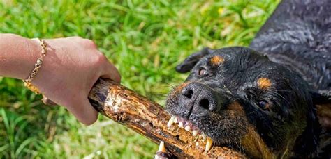 Before you search for a new dog food brand, you will need to determine what is causing your dog's stomach problems. Rottweiler's Aggressive Temperament, Confident Personality ...