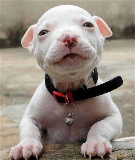 75 Pictures Of Cute Dogs And Puppies Smiling