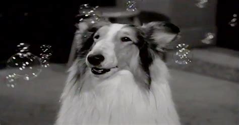 A Look At Lassie The Dogs Hollywood History From Tv To Movies