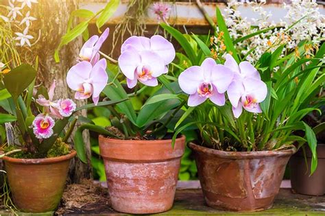 How To Grow And Care For Orchids Gardeners Path