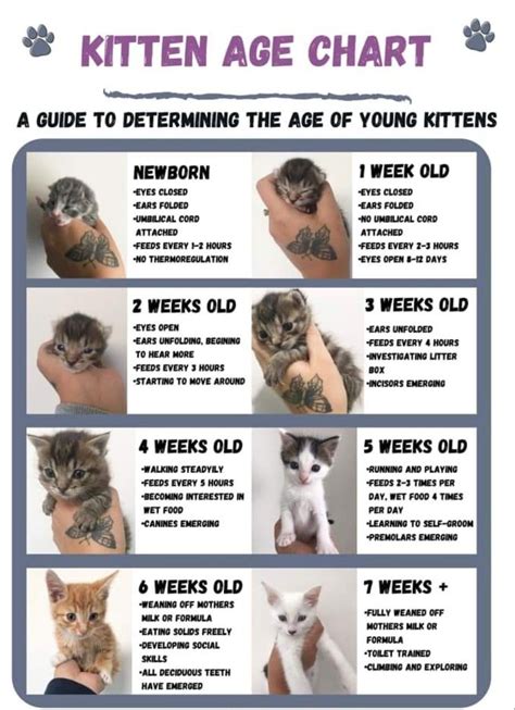 Pin By Becky Baxa On Cats And Dogs In 2023 Kitten Age Chart Kitten