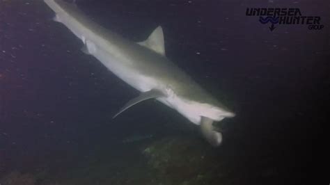 Galapagos Shark Tears Whitetip Reef Shark To Shreds On Cocos Island Night Dive On Vimeo