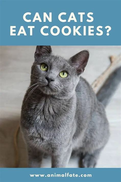 Can Cats Eat Cookies That Crispy Deliciousness Animalfate