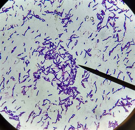Bacillus Large Gram Positive Rod Shaped Bacteria Microbiolog A