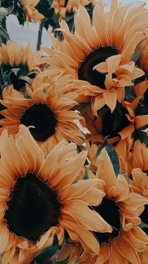 100 aesthetic pictures hd download free images on unsplash. Yellow Sunflower Aesthetic Edit #fallwallpapers ...