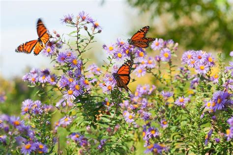26 Flowers And Plants That Attract Butterflies Hgtv