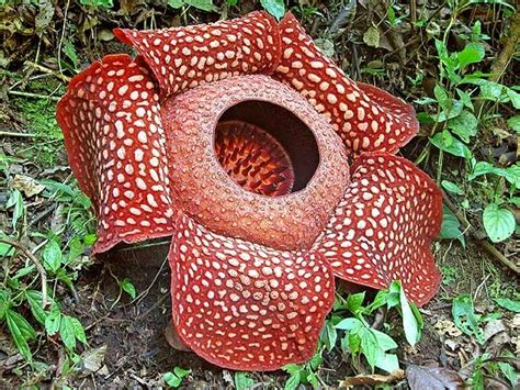 The corpse flower and its host have a very intimate relationship. Trees Planet: Rafflesia arnoldii - Corpse Flower