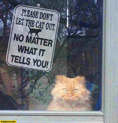 Blackpink, mamamoo, dpr, chungha, skz ult biases: Please don't let the cat out no matter what it tells you ...