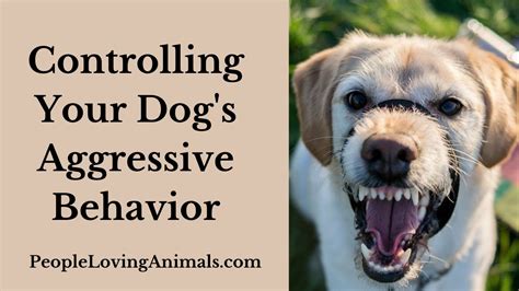 Controlling Your Dogs Aggressive Behavior How To Calm An Aggressive