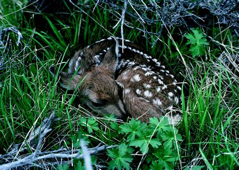 Free Images Forest Grass Cute Wildlife Wild Deer Young