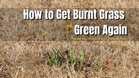 How To Get Burnt Grass Green Again The Backyard Pros