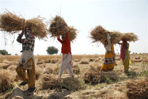 India Wheat Harvest Could Hit Record On Higher Planting Area