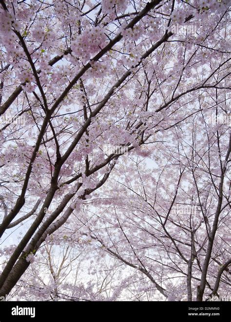 Blooming Cherry Trees In Ontario Canada Stock Photo Alamy