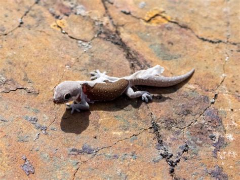 18 Amazing Types Of Geckos In Florida ID Guide And Photos