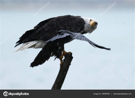 Bald Eagle Swooped By Raven Stock Photo By ©davidhoffmannphotography