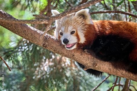Nepalesischer Roter Panda Ailurus Fulgens Auch Kleiner Panda