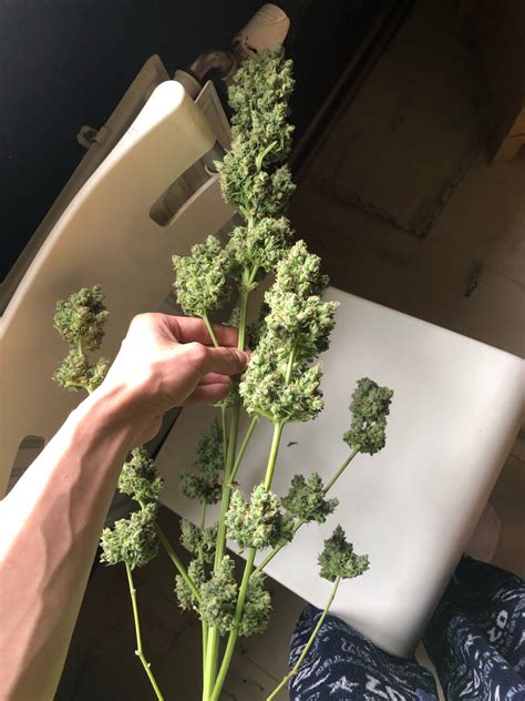Growing Cannabis From Seed To Harvest Amsterdam Genetics