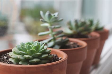 Just like other succulents, cacti plants will do well when positioned in places with however, grey, red, or blue cacti plants covered with a lot of spines tend to do well under direct sunlight. Tips for Growing Healthy Succulents — Needles + Leaves