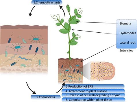 Frontiers Endophytism A Multidimensional Approach To Plant