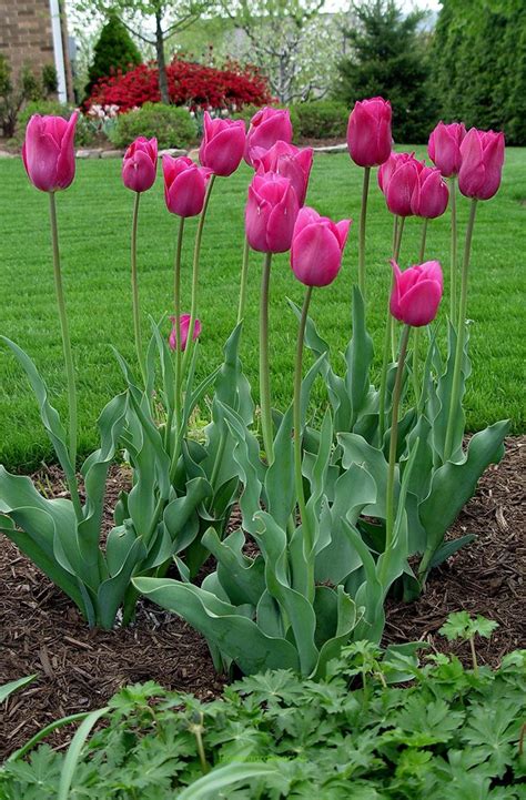 Amazing Facts About Tulips That Will Impress Your Friends Growing