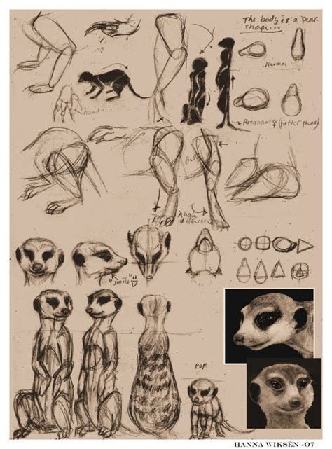 Meerkat Anatomy Practice By Han Wik On Deviantart