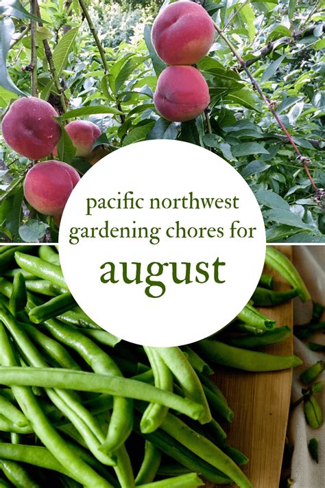 August Gardening Chores For The Pacific Northwest Northwest Edible Life