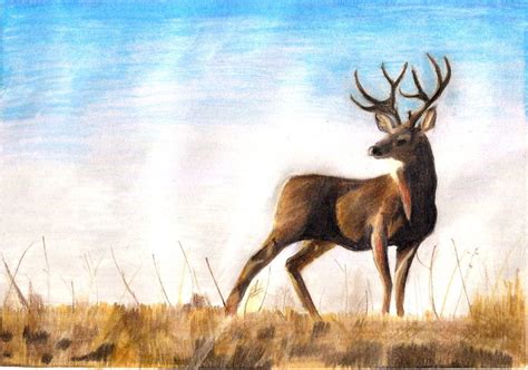 Mule Deer Buck Drawing By Twixalicious On Deviantart Mule Deer Buck