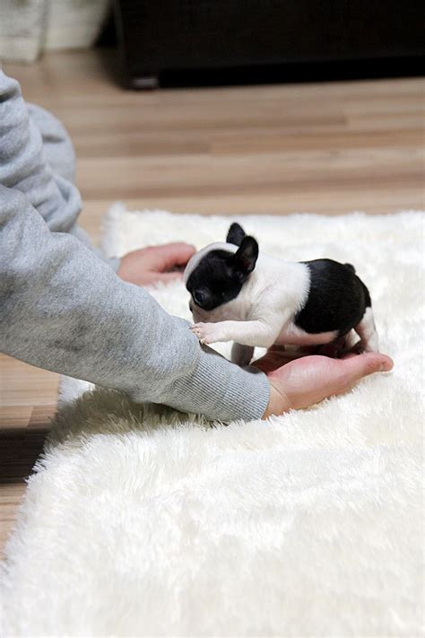 Teacup french bulldogs make perfect companion dogs because of their ability to love and be loyal quickly. TEACUP PUPPY: ★Teacup puppy for sale★ French bulldog Bianco.