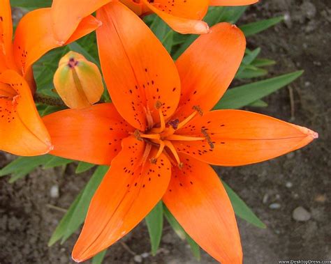 Desktop Wallpapers Flowers Backgrounds Orange Lily