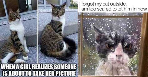40 Random Cat Memes For Cat Lovers