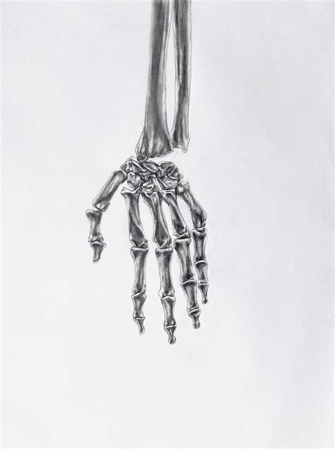 Hand Bones Study Sydney Mcbride Art