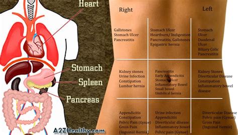 Organ Pain In Left Side Of Back Kidney Pain Vs Right Left And