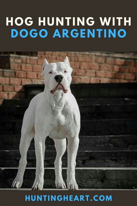 Check spelling or type a new query. Hog Hunting with Dogo Argentino | Dogo argentino dog, Hog hunting, Animal photography dogs
