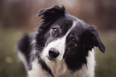 See border collie silhouette stock video clips. The Border Collie - Top Facts & Guide - Animal Corner