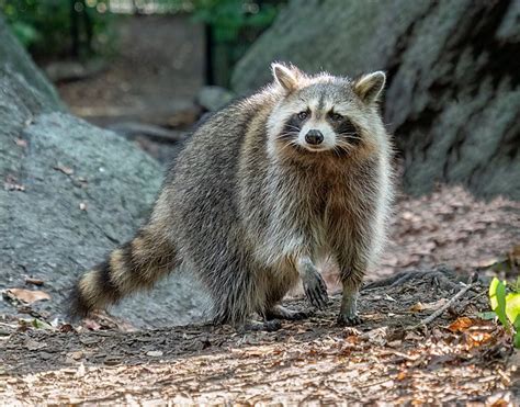Fileraccoon In Central Park 35264 Wikimedia Commons