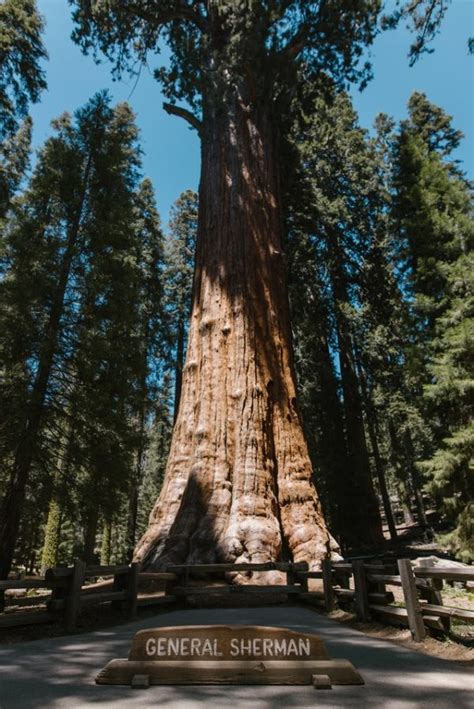 Największe drzewo na świecie i najwyższe drzewo na świecie Państwa