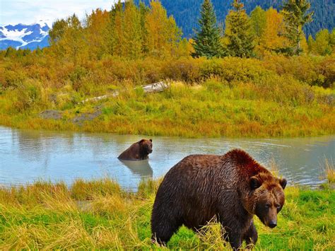 How To View Alaskas Bears Travel Alaska