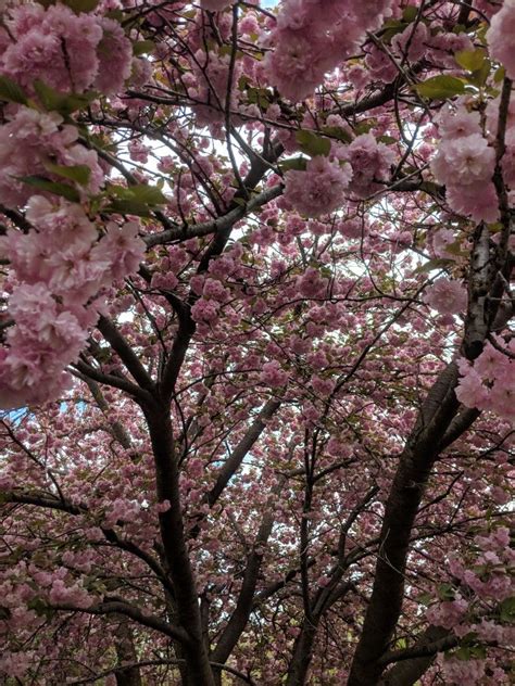 Most ornamental cherry varieties are cultivars of the japanese cherry tree prunus cerasus (known as sakura), which has been celebrated in japan for centuries. Kanzan flowering cherry tree | Flowering cherry tree, My ...