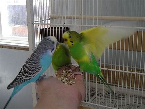 Fully Grown Budgie Feathers Avian Avenue Parrot Forum