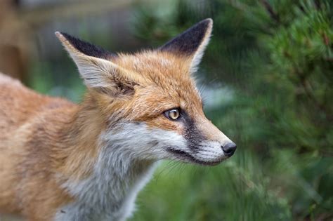 Creature Feature Red Fox Raritan Headwaters
