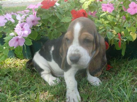 Basset hound puppies and breed history can be found in this section of our website. AKC Basset Hound Puppies for Sale in Audubon, Illinois Classified | AmericanListed.com