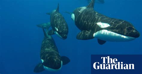 An Extraordinary Battle Between Sperm Whales And Orcas In Pictures