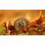 Hedgehog Animal Leaves Wallpapers HD / Desktop And Mobile Backgrounds