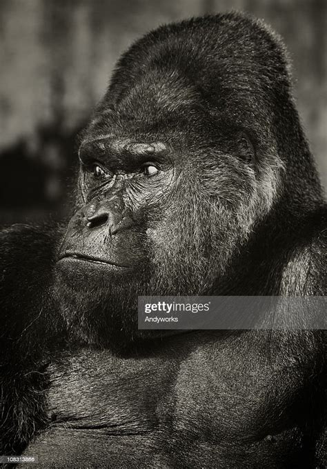 Old Silverback Gorilla High Res Stock Photo Getty Images