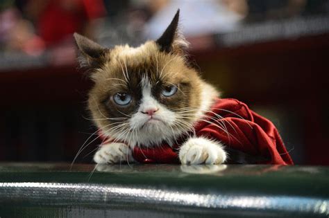 Why Youll Love The Tard The Grumpy Cat Meme