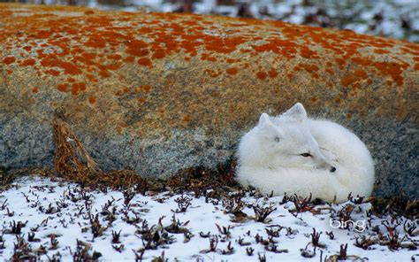 Arctic Fox Full Hd Wallpaper And Background Image