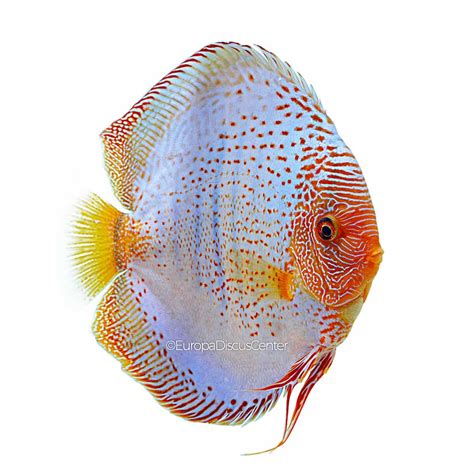 Blue Snakeskin Diskus Europa Discus Center