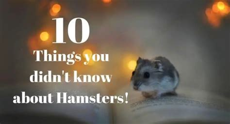 10 Things You Didnt Know About Hamsters 4 Is Interesting