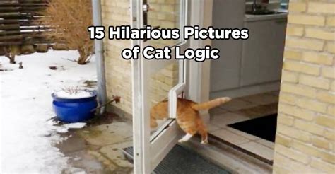 15 Hilarious Pictures Of Cat Logic We Love Cats And Kittens